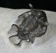 Spiny Ceratarges Trilobite #14678-4